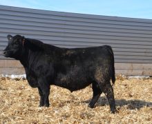 Lot 79