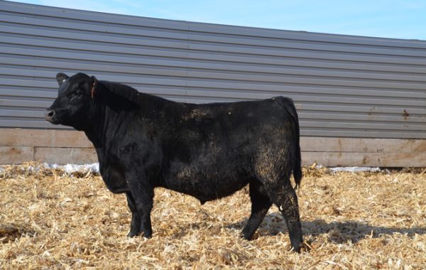 Lot 79