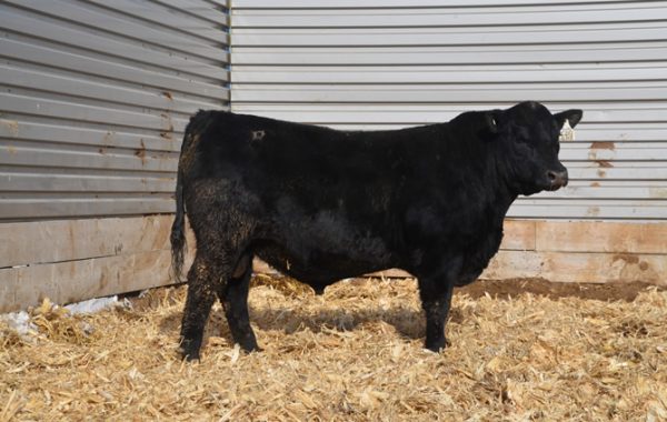 Lot 8