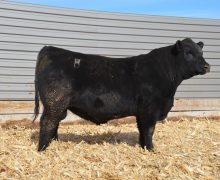 Lot 9