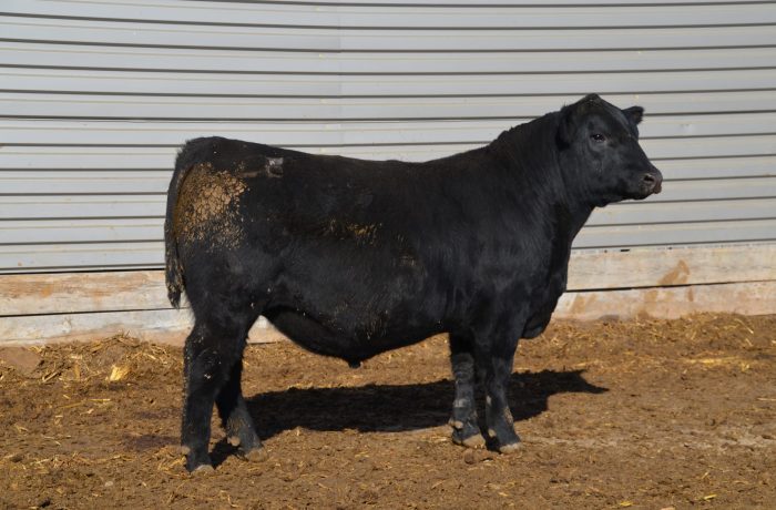 Lot 11