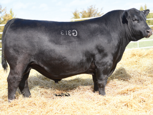 Cherry Crk Skyline G313