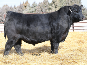 Cherry Crk Chambered K124