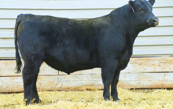 Lot 113