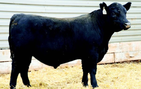 Lot 117