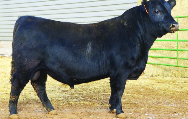 Lot 13