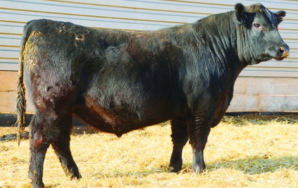 Lot 19