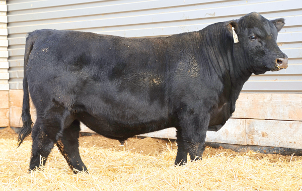 Lot 3
