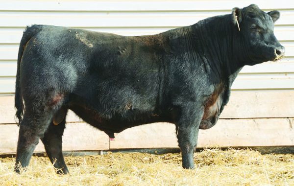 Lot 43