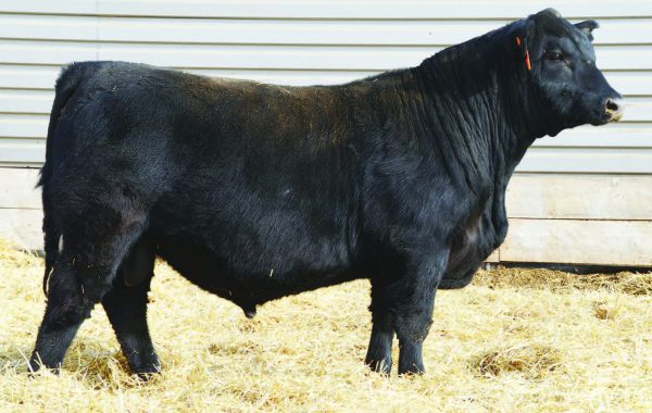 Lot 45