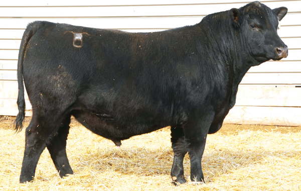 Lot 5