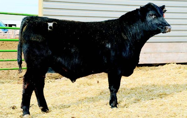 Lot 50