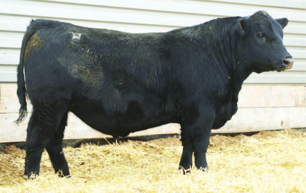 Lot 53