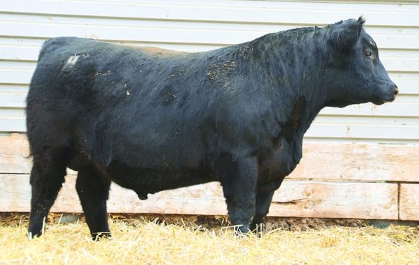 Lot 61