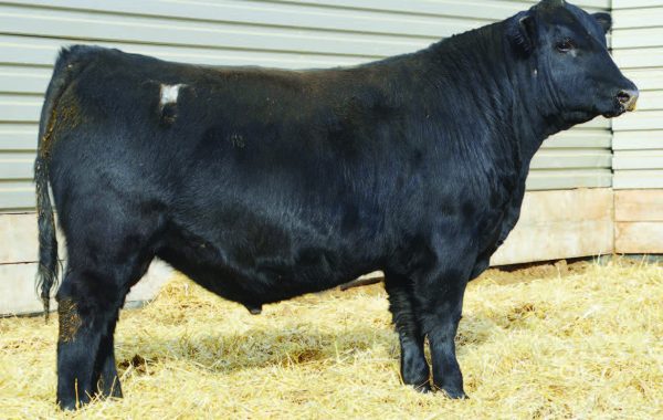 Lot 8
