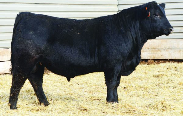 Lot 81